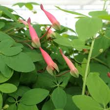 Heirloom Pentaphyllum Flower Seeds – Non-GMO, High Germination Organic Garden Seeds