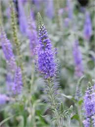 Veronica Flower Seeds for Planting – Pollinator Friendly, Heirloom, Non-GMO, High Germination Garden Seeds