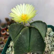 Astrophytum Myriosrigma Flower Seeds for Planting – Heirloom, Non-GMO, High Germination Organic Garden Seeds