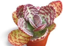 Kalanchoe Humilis Flower Seeds for Planting – Heirloom, Non-GMO, High Germination Organic Garden Seeds