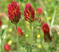 Crimson Clover Flower Seeds for Planting – Cut Flower Favorite Heirloom Non-GMO Organic Garden Seeds