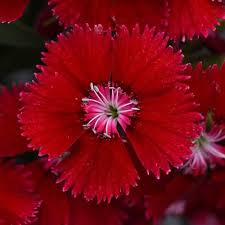 Red Dianthus Flower Seeds for Planting – Heirloom, Non-GMO, High Germination Organic Garden Seeds