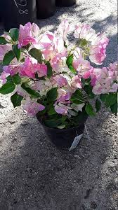 White Pink Bougainvillea Flower Seeds for Planting – Heirloom, Non-GMO, Premium Quality Organic Garden Seeds