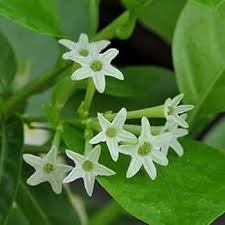 Heirloom Nocturnum Flower Seeds – Non-GMO, High Germination Organic Garden Seeds