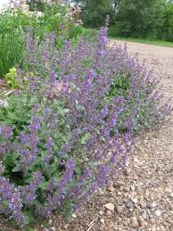 Persian Catmint Flower Seeds for Planting - Fragrant Blossoms, Heirloom, Non-GMO, High Germination Organic Garden Seeds