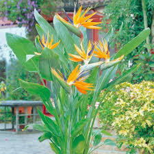 Deep Orange Strelitzia Reginae Seeds 100 pcs – Heirloom, Drought-Tolerant, Non-GMO Organic Garden Seeds for Planting
