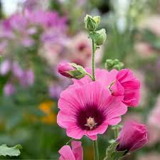 Pink and Yellow Futaba Alcea Rosea Flower Seeds for Planting – Drought Tolerant Heirloom Non-GMO High Germination Organic Garden Seeds