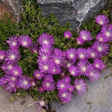 Delosperma Flower Seeds for Planting – Heirloom, Non-GMO, Pollinator Friendly Organic Garden Seeds
