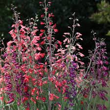 Mix Penstemon Barbatus Flower Seeds for Planting – Heirloom, Non-GMO, High Germination Organic Garden Seeds
