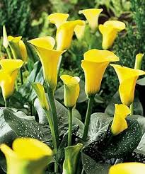 Yellow Calla Flower Seeds for Planting – Heirloom, Non-GMO, High Germination Organic Garden Seeds