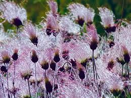 Smoke Flower Seeds for Planting – Garden Favorite, Heirloom, Non-GMO, High Germination Organic Garden Seeds