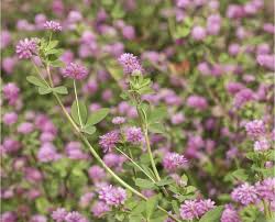 Heirloom Persian Clover Flower Seeds for Planting – Non-GMO, High Germination Garden Seeds