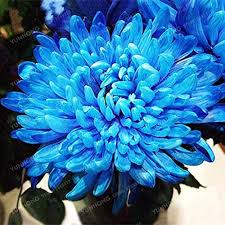 Blue White Chrysanthemum Flower Seeds for Planting – Heirloom, Non-GMO, High Germination Organic Garden Seeds