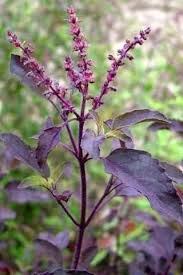 Violet Ocimum Flower Seeds for Planting – Cottage Garden Essential, Heirloom, Non-GMO, High Germination Organic Garden Seeds