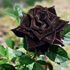 Black Pearl Rose Flower Seeds for Planting – Heirloom Non-GMO High Germination Organic Garden Seeds