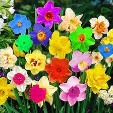 Rainbow Daffodils Flower Seeds for Planting – Pollinator-Friendly Heirloom, Non-GMO, High Germination Garden Seeds