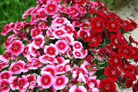 Heirloom Dianthus Barbatus Flower Seeds for Planting – Vibrant Colors, Non-GMO, High Germination Organic Garden Seeds