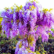 Wisteria Purple Flower Seeds for Planting – Heirloom Non-GMO, High Germination Organic Garden Seeds