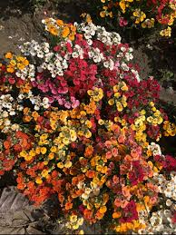 Heirloom Nemesia Carnival Mix Flower Seeds for Planting – Bright Blooms, Non-GMO, High Germination Organic Garden Seeds