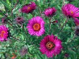 Climbing Aster Flower Seeds for Planting – Sun Loving, Heirloom, Non-GMO, High Germination