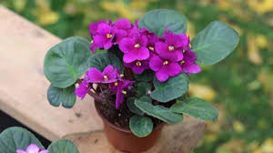 Purple African Violet Flower Seeds for Planting – Cut Flower Favorite, Heirloom, Non-GMO, High Germination
