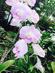 Dendrobium Orchids Pink Flower Seeds – Premium Heirloom Non-GMO Seeds for Planting, High Germination