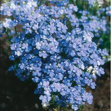 Blue Nemesia Strumosa Flower Seeds for Planting – Cut-Flower Heirloom, Non-GMO, High Germination Garden Seeds