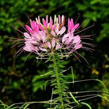 Cleome Flower Seeds for Planting – Heirloom, Non-GMO, Perfect for Borders Organic Garden Seeds