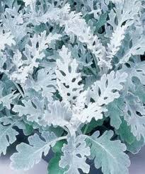 Gray Cineraria Dusty Flower Seeds for Planting – Heirloom, Non-GMO, High Germination Organic Garden Seeds