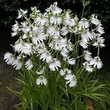 Egret Dove Orchid Flower Seeds for Planting - Heirloom, Non-GMO, High Germination Organic Garden Seeds