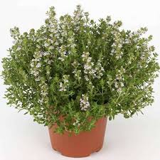 Thymus Fragrantissimu Flower Seeds for Planting – Cottage Garden Essential, Heirloom, GMO Free Organic Garden Seeds