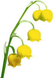 Convallaria Majalis Flower Seeds for Planting – Heirloom, Non-GMO, High Germination Organic Garden Seeds