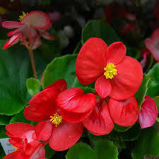 Red Wax Begonias Flower Seeds for Planting – Pollinator Friendly, Heirloom, Non-GMO, Organic Garden Seeds