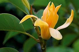 Champaca Flower Seeds – Heirloom, Non-GMO, Colorful Display