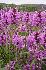 Stachys Officinalis Flower Seeds for Planting – Heirloom, Non-GMO Bright Blooms, High Germination Seeds