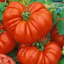 Vegetable Seeds,Garden seeds, Seeds For Planting,Plant Seeds
