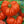 Vegetable Seeds,Garden seeds, Seeds For Planting,Plant Seeds