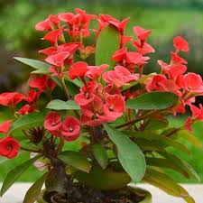 Deep Red Euphorbia Milii Flower Seeds for Planting | Heirloom Non-GMO High Germination Organic Garden Seeds