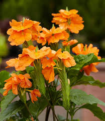 Crossandra Semi Flower Seeds for Planting – Heirloom, Non-GMO, High Germination Organic Garden Seeds