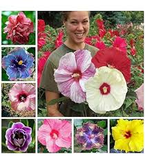 Burgundy Hibiscus Flower Seeds 100 pcs – Heirloom, Non-GMO, High Germination Seeds for Planting Seasonal Blooms in Gardens