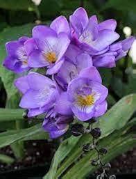 Blue Freesias Flower Seeds for Planting – Heirloom, Non-GMO, High Germination Organic Garden Seeds