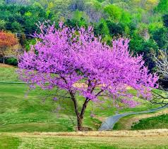 Pink Redbud Flowering Seeds for Planting – Drought Tolerant, Heirloom, Non-GMO Organic Garden Seeds