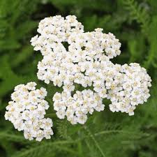 Yarrow Superior Flower Seeds for Planting – Bright Blooms, Heirloom, Non-GMO, High Germination Garden Seeds