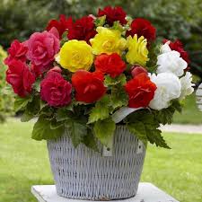 Flower Seeds, Seeds,Seeds For Planting,Plant Seeds