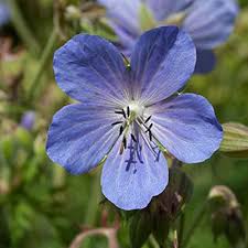 Geranium Pratense Flower Seeds for Planting – Heirloom, Non-GMO, High Germination Organic Garden Seeds