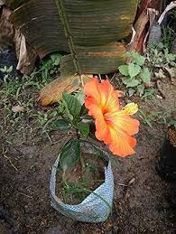 Hibiscus Flower Seeds for Planting – Heirloom, Non-GMO, High Germination Organic Garden Seeds