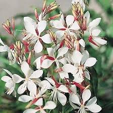 Gaura Flower Seeds for Planting – Heirloom, Non-GMO, Easy to Grow Organic Garden Seeds