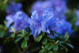 Blue White Azalea Flower Seeds for Planting – Heirloom, Non-GMO, High Germination Organic Garden Seeds