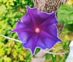 Xerophyta Viscosa Flower Seeds for Planting – Drought Tolerant, Heirloom & Non-GMO Seeds