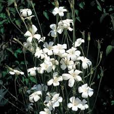 Agrostemma Ocean Pearl Flower Seeds for Planting – Garden Favorite, Heirloom, Non-GMO, High Germination